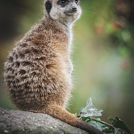 Portrait of a meerkat by Nikki IJsendoorn