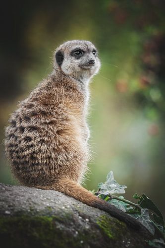 Portrait of a meerkat by Nikki IJsendoorn
