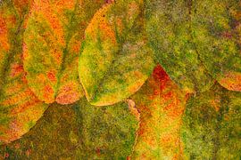 Autumn colours: 5 picturesque scenes by Jaap Tanis