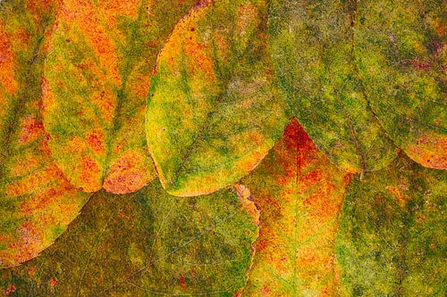 Les couleurs de l'automne : 5 paysages pittoresques