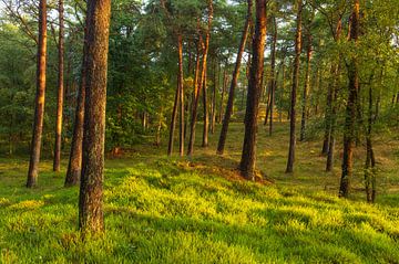 Zonsopkomst Dwingelderveld (Drenthe) van Marcel Kerdijk