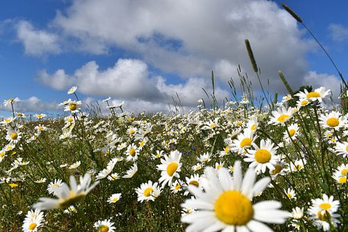 Een veld met wilde bloemen