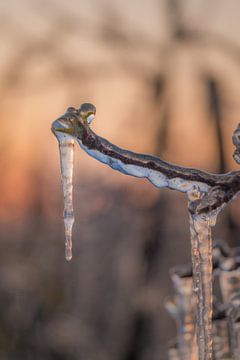 Beregenen bloesem in de Betuwe van Moetwil en van Dijk - Fotografie