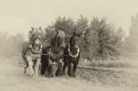 Ploegen met Trekpaarden van Bram van Broekhoven thumbnail