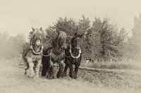 Ploughs with draught horses