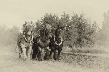 Ploughs with draught horses by Bram van Broekhoven