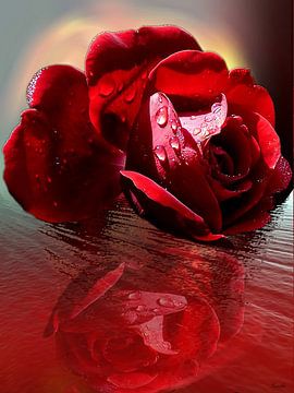 rode roos van Gertrud Scheffler