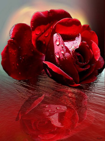 Red rose by Gertrud Scheffler