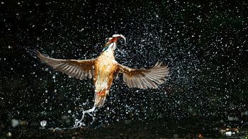 Eisvogel