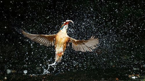 Eisvogel