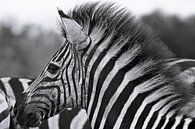 Junges Zebra - Afrika wildlife, schwarz/weiß van W. Woyke thumbnail