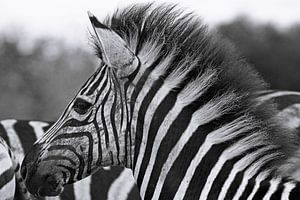 Young Zebra - Africa wildlife, black and white sur W. Woyke