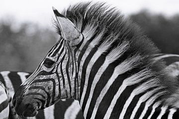 Junges Zebra - Afrika wildlife, schwarz/weiß von W. Woyke