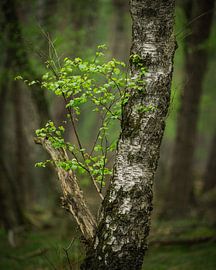 Birch sprout by John Goossens Photography