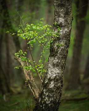 Birch sprout