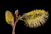 Willow Catkins