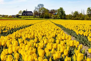 Tulip fields, bulb fields near Schokland, Netherlands by Gert Hilbink