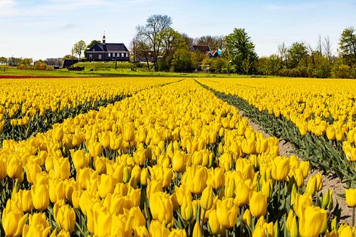 Tulpenvelden, Bollenvelden bij Schokland, Nederland