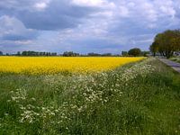 Polderlandschap
