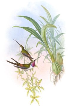 Avond zoemende vogel, John Gould van Hummingbirds