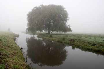 Schöne Trauerweide (Baum) im Nebel in den Niederlanden von Esther Wagensveld