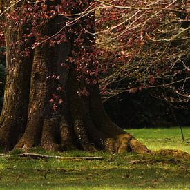 Riesiger Baum von sandra ten wolde