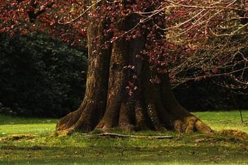 Arbre géant sur sandra ten wolde