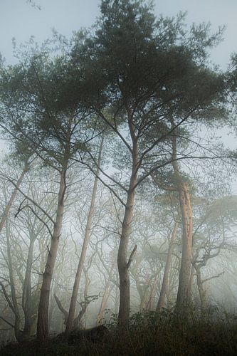 Arbres dans le brouillard