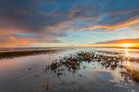 Wadden Sea