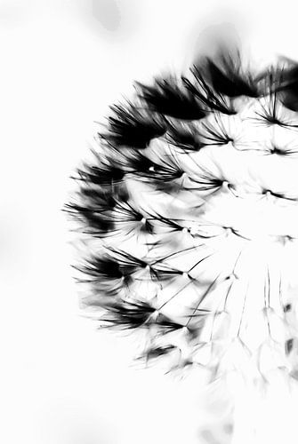 Paardebloem / Pusteblume