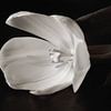Black and white tulip by LHJB Photography