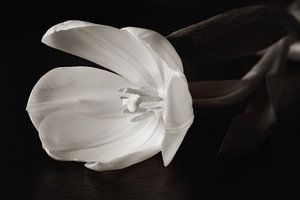Tulipe noire et blanche sur LHJB Photography