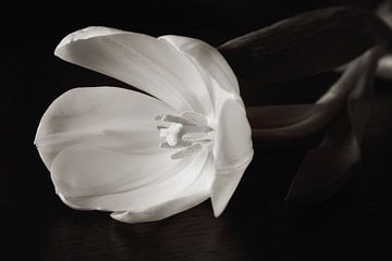 Black and white tulip van LHJB Photography