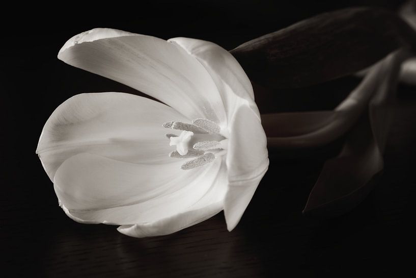 Tulipe noire et blanche par LHJB Photography
