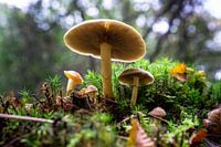 Pilze, Herbst