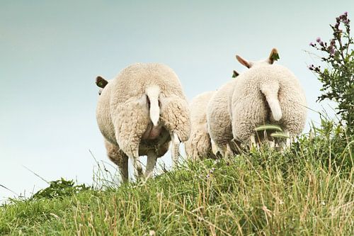 Schapen op de dijk