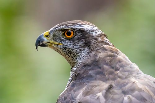 Havik, Accipiter gentilis