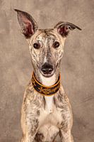 Whippet