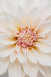Dahlia Café au Lait – Schließen von Dagmar Hijmans