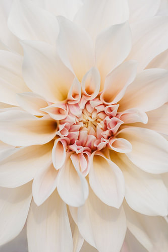 Dahlia Café au Lait - Close