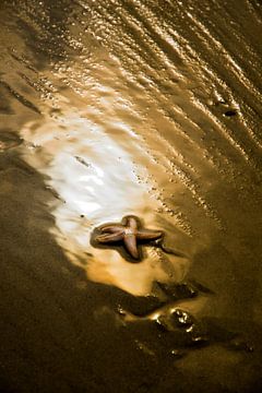 Zeester in gouden zonlicht