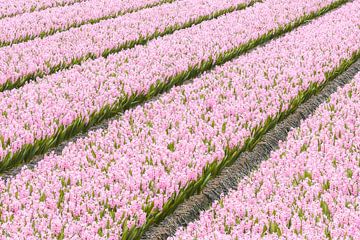 Pink hyacinth field by Zwoele Plaatjes