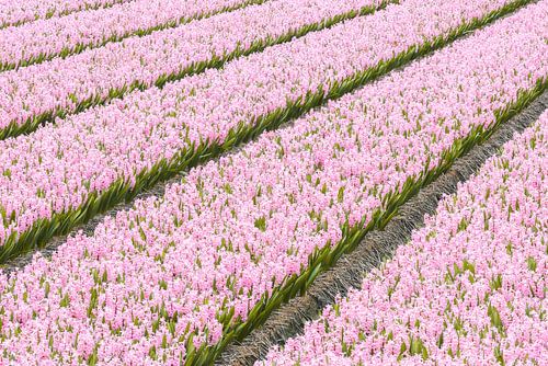 Champ de jacinthes roses sur Zwoele Plaatjes