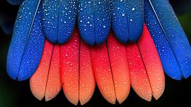 Makroaufnahme von Ara-Federn mit Wassertropfen von Frank Heinz