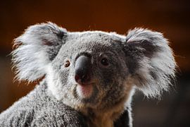 Portrait d'un koala sur Fearless Photography