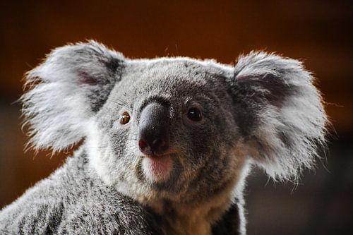 Portrait d'un koala