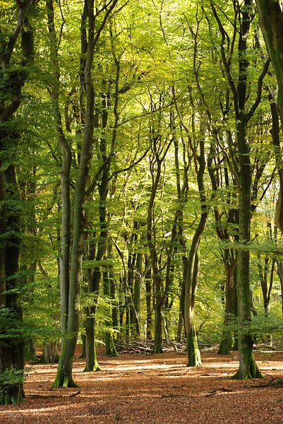 Bos aan het begin van de herfst. by Fred Fiets