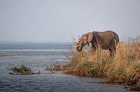 Elephant in Zambia during sunset