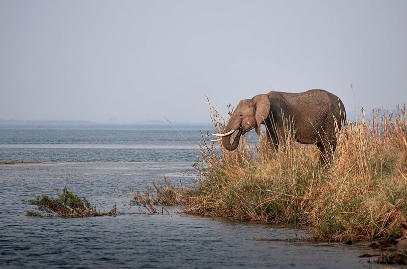 Olifant in Zambia tijdens zonsondergang van Jurrie Renskers