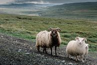 Schafe in Island von Tom Rijpert Miniaturansicht